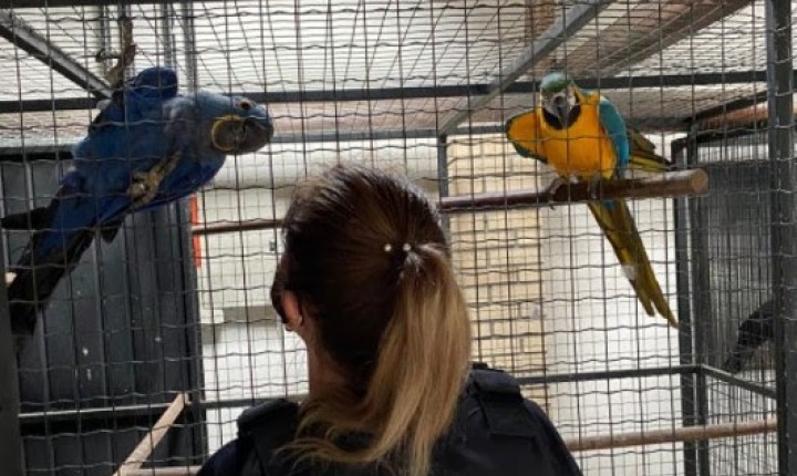 Tráfico de animais silvestres: Polícia Civil deflagra a Operação “Bioma” em combate aos crimes em SC e dois Estados