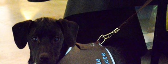 Continente Shopping: Evento de adoção de animais será neste final de semana