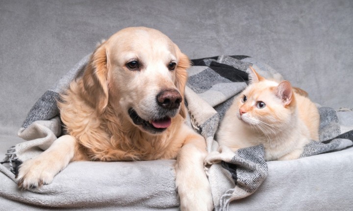 Eles também sentem frio: como preparar a casa para os pets?