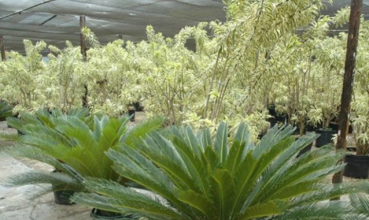 Maior Feira de Planta Ornamentais do Sul do País será em SC