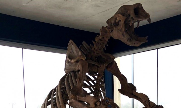 Que ver o esqueleto de uma Preguiça-Gigante? Saiba onde!