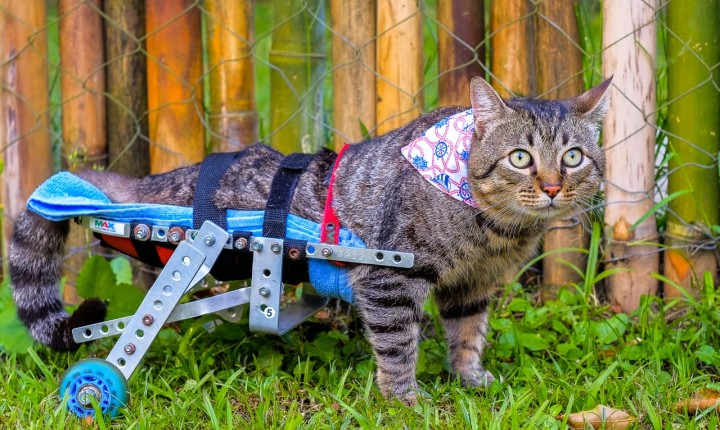 O que você precisa saber para mudar a sua vida e a de um pet
