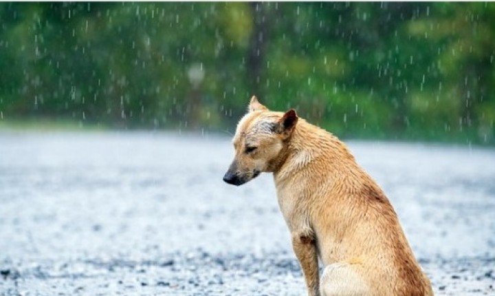 Saiba como denunciar o abandono de animais, prática que aumenta neste período do ano