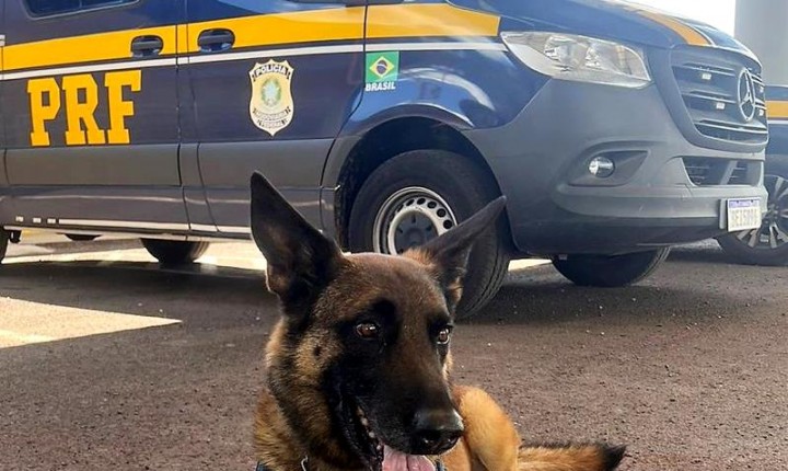 Cão farejador se aposenta da PRF após 9 anos de bons serviços 