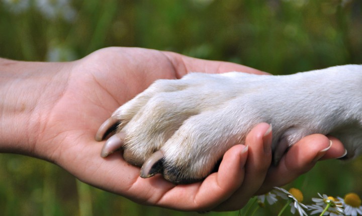 Crimes contra animais de SC ganham divisão na Polícia Civil 