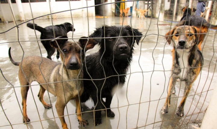Projeto cria comissões voltadas ao esporte e à proteção animal em SC