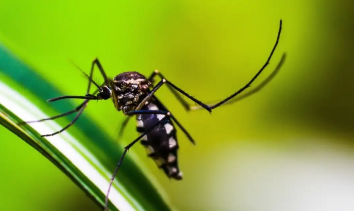 Brasil se aproxima de 6 milhões de casos e 4 mil mortes por dengue
