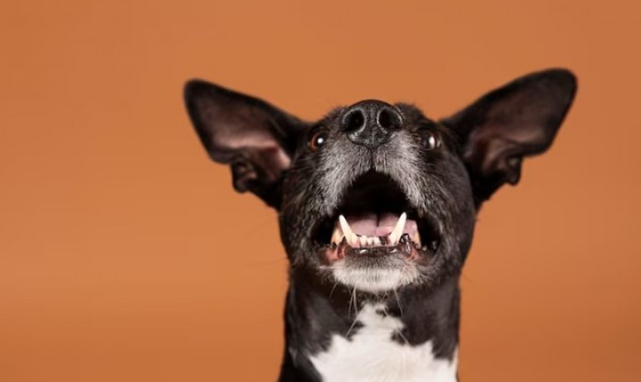 PETS: Por que agosto é o “mês de cachorro louco”?