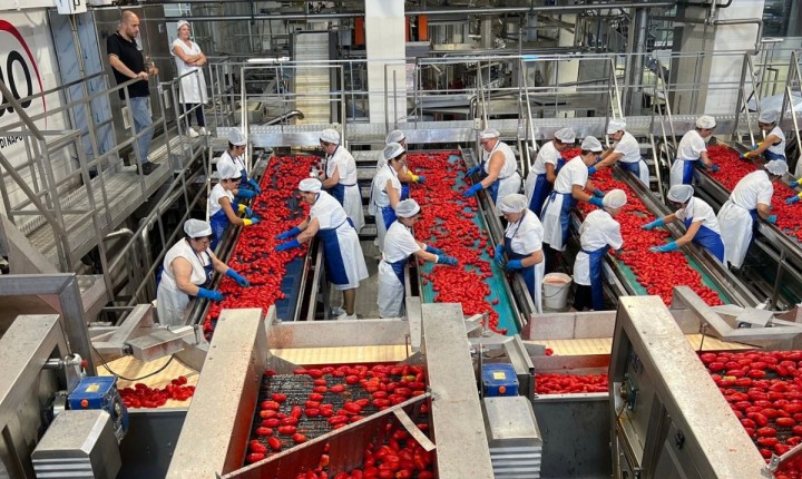 Tomate italiano tem ação em SC