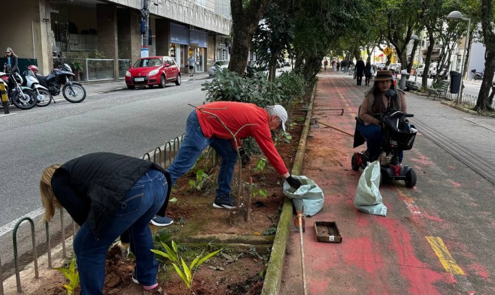 Ação voluntária na Hercílio Luz une comunidade e natureza