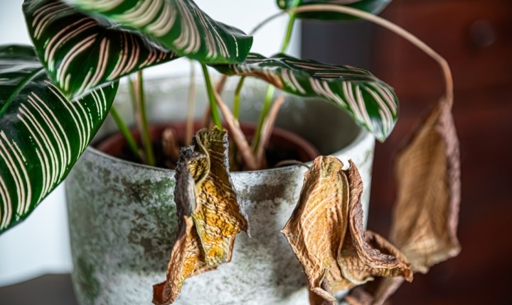 Sinais de que suas plantas estão pedindo socorro