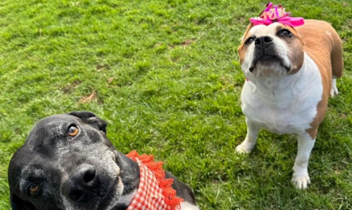 Feira de adoção com clima de arraiá