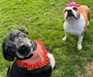 Feira de adoção com clima de arraiá