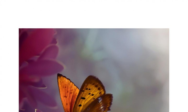 Os Sensíveis - Entre a Dor e a Beleza, por Denise Evangelista