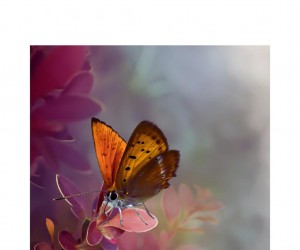 Os Sensíveis - Entre a Dor e a Beleza, por Denise Evangelista