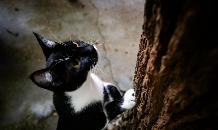 Castração gratuita abre 450 vagas em Floripa