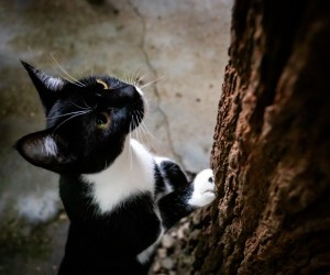 Castração gratuita abre 450 vagas em Floripa