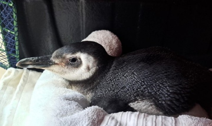 Pinguins chegam mortos às praias de Floripa