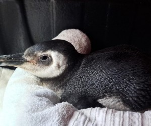 Pinguins chegam mortos às praias de Floripa