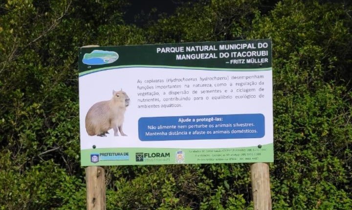 Novas placas orientam convivência com capivaras em Floripa