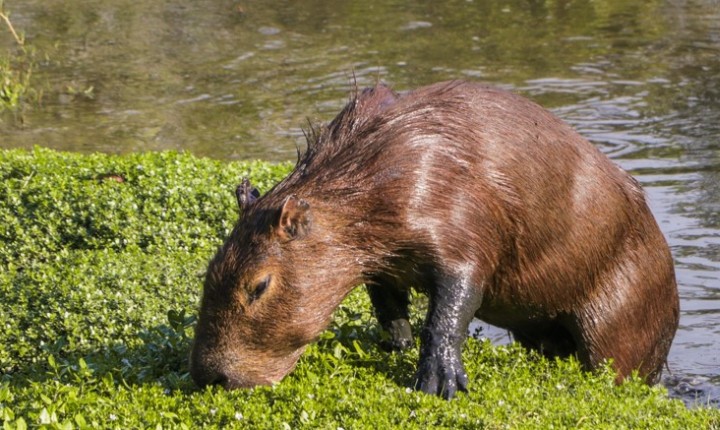 Projeto Capi Floripa incentiva relação respeitosa com a biodiversidade