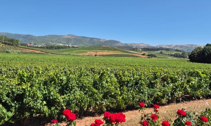 Vinhos de Lisboa, por Eduardo Araújo