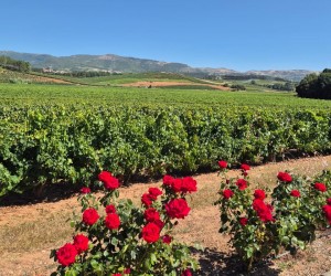 Vinhos de Lisboa, por Eduardo Araújo