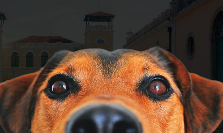 Projeto prevê desconto de IPTU para quem adota animais