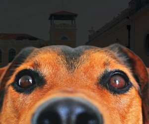 Projeto prevê desconto de IPTU para quem adota animais