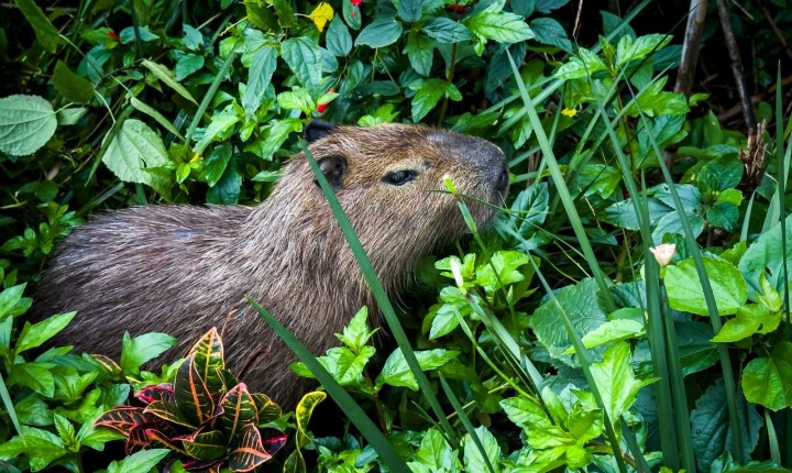 Floripa celebra Dia da Capivara com programação gratuita
