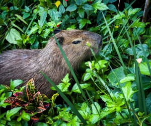 Floripa celebra Dia da Capivara com programação gratuita