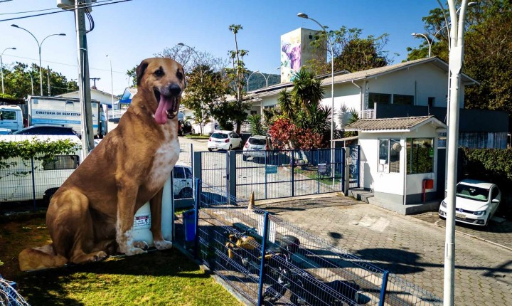 Novo site e IA facilitam adoção de cães e gatos na capital