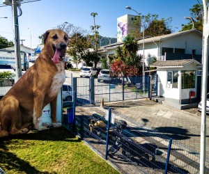 Novo site e IA facilitam adoção de cães e gatos na capital