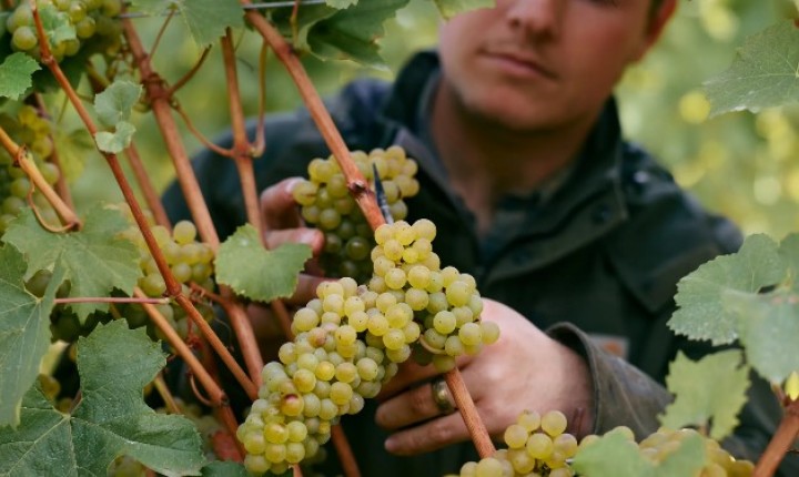 Oregon: A Borgonha Norte-Americana, por Eduardo Araújo 