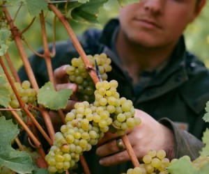 Oregon: A Borgonha Norte-Americana, por Eduardo Araújo 