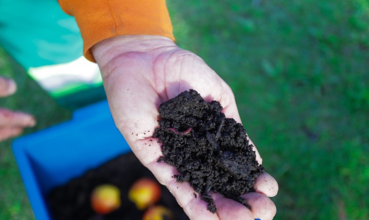 Minhoca na Cabeça incentiva compostagem doméstica na capital