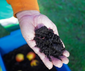 Minhoca na Cabeça incentiva compostagem doméstica na capital