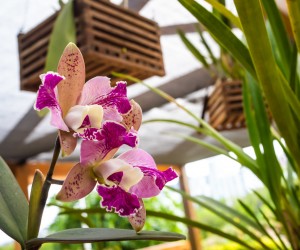 Jardim Botânico ganha novo espaço com 300 orquídeas