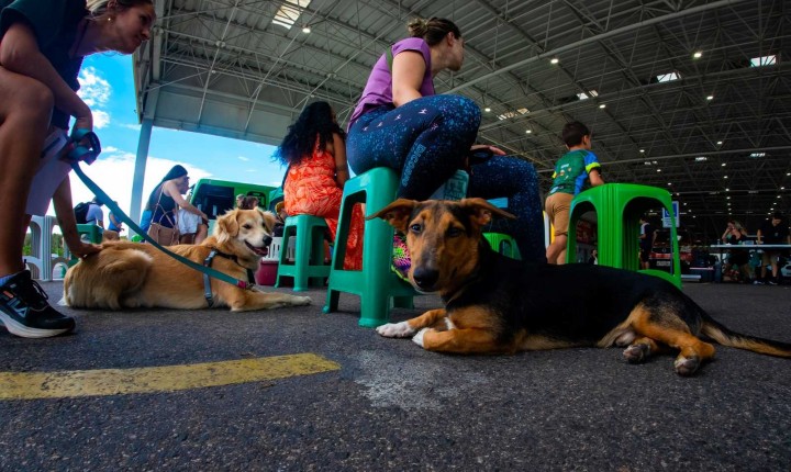 Castração gratuita de cães mobiliza Floripa nesta semana