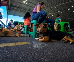Castração gratuita de cães mobiliza Floripa nesta semana