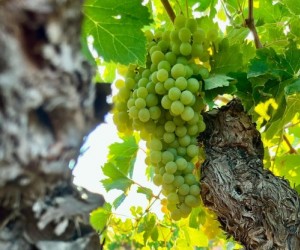 Jumilla mostra a essência do Mediterrâneo, por Eduardo Araújo