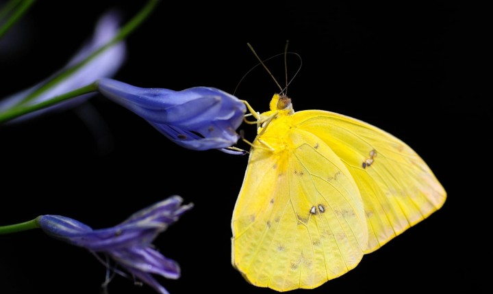 “Otelo” e “Clarissa”: as figuras de linguagem ilustram os perfis dos personagens, por  Luzia Almeida