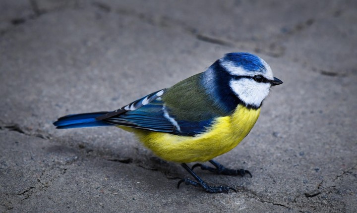 Sem medo de ser feliz, por Luzia Almeida