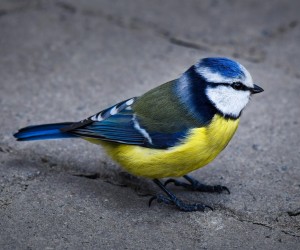 Sem medo de ser feliz, por Luzia Almeida