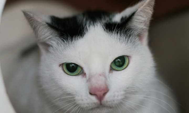 450 gatos terão castração sem custo em Florianópolis