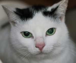 450 gatos terão castração sem custo em Florianópolis