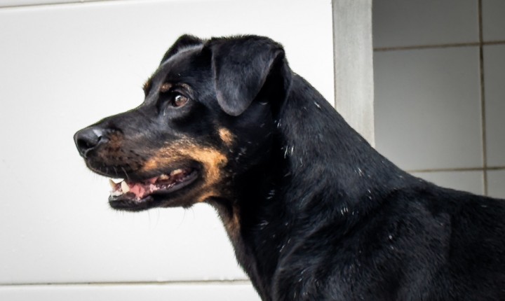 Mutirões de castração reforçam cuidado com cães em Floripa