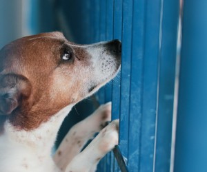 Cães esquecidos pelo tempo aguardam adoção na Dibea