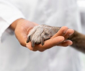 Onde fazer castração gratuita de animais: saiba como garantir o atendimento ao seu pet