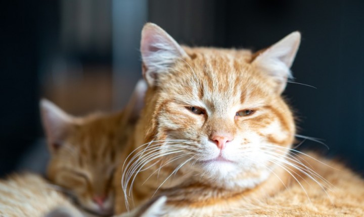 Saúde felina ganha atenção com campanha de prevenção